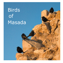 Birds of Masada.