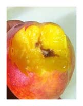 peach worm.