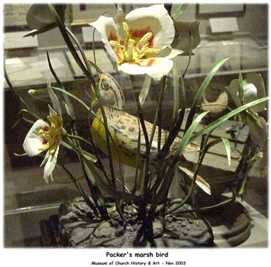 Boyd K Packer marsh birds.