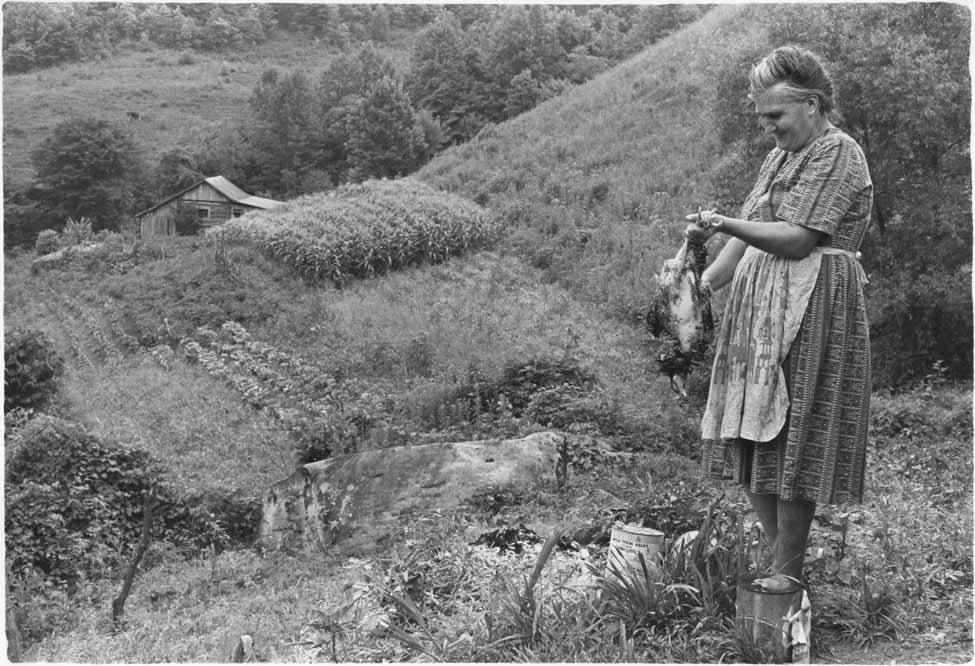 Plucking chicken at home making.