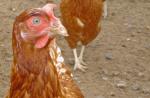 Red Rock Hen.