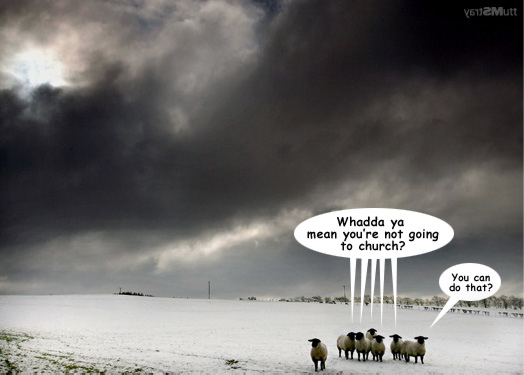 Mormon LDS sheep attending sheep, black sheep.